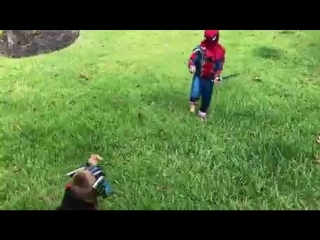 thor vs spiderman